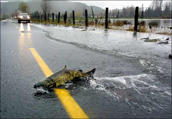 Why did the salmon cross the road?